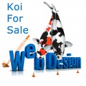 Koi For Sale Website Package